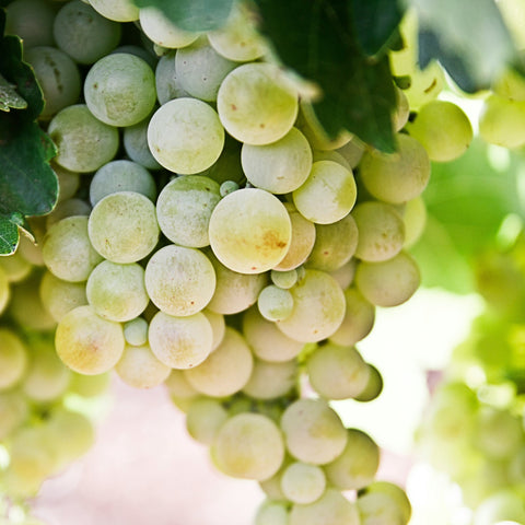 Sauvignon blanc - brut -