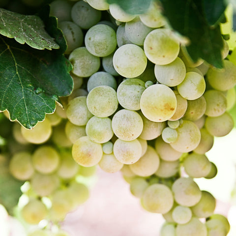 Secco Blanc